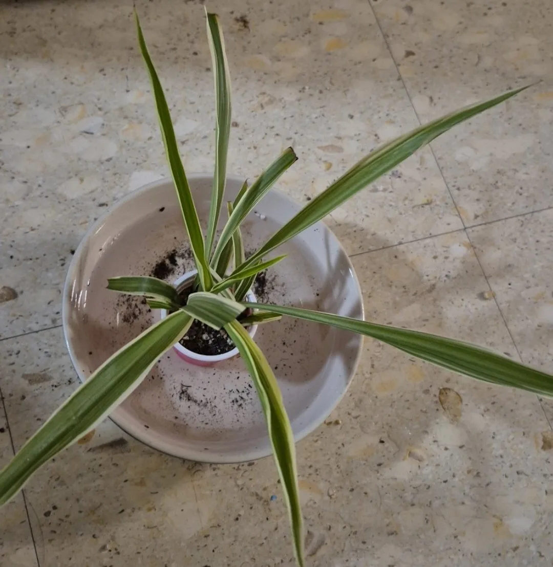 spider plant babies image indicator(4)