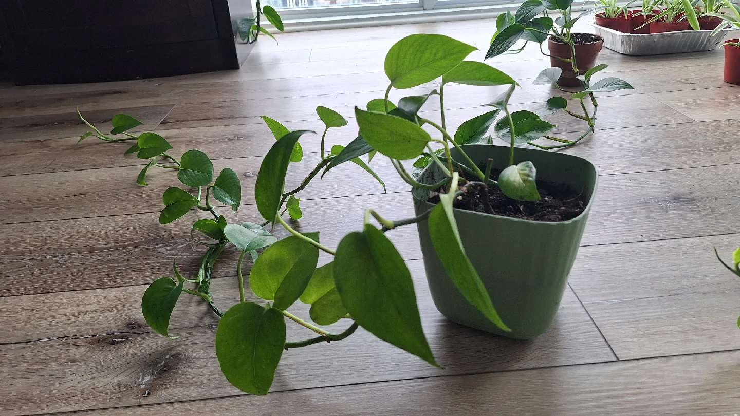 Potted Golden Pothos Plant image indicator(3)