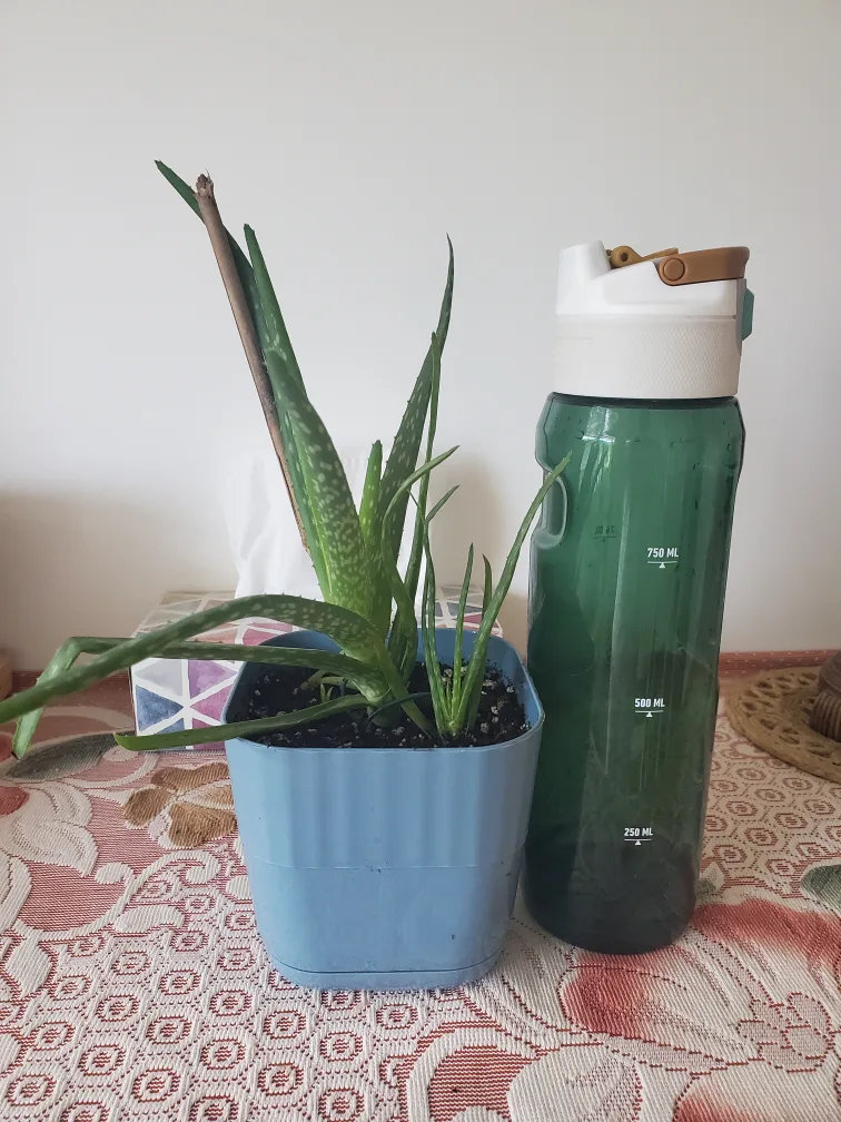 Potted Golden Pothos Plant image indicator(3)