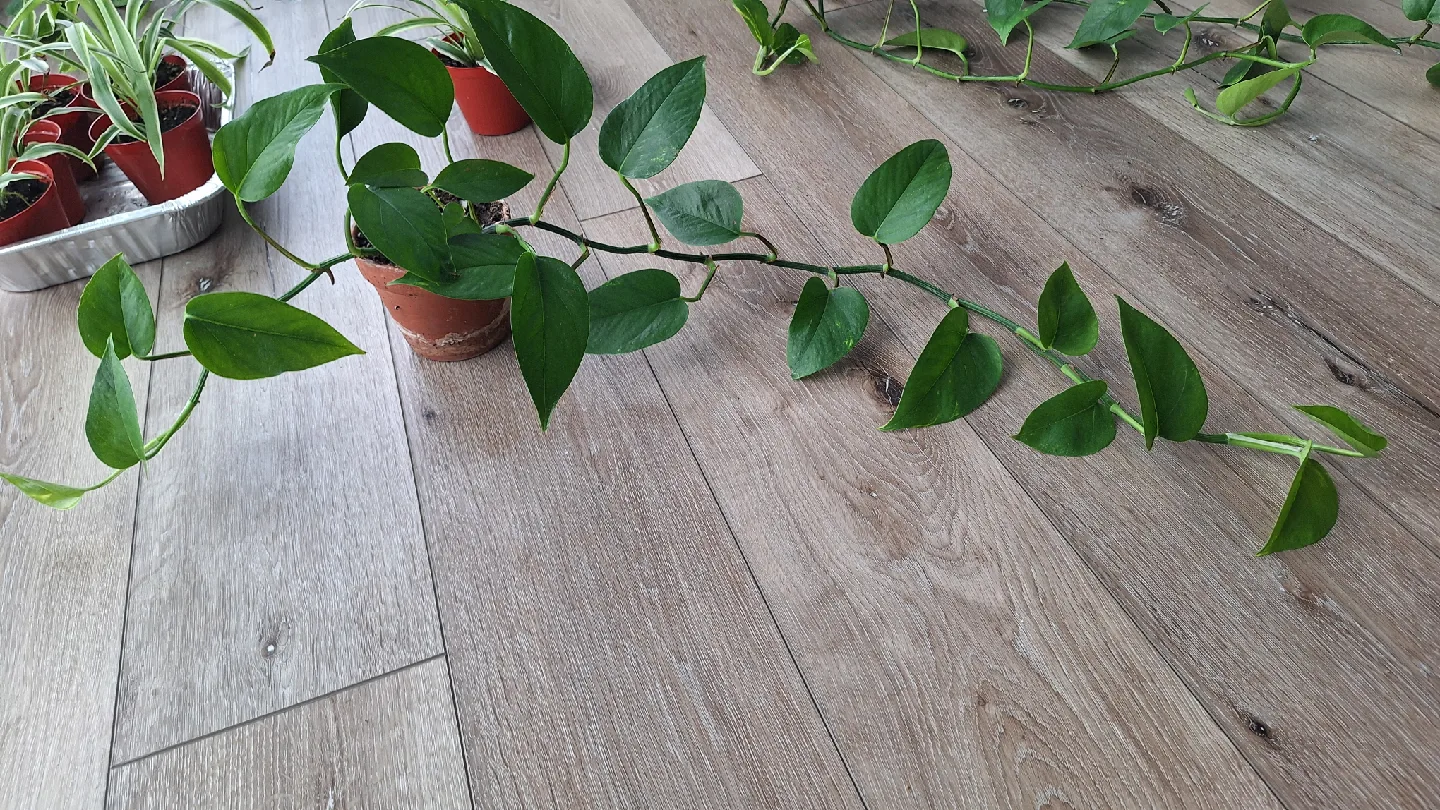 Pothos Plant image indicator(4)