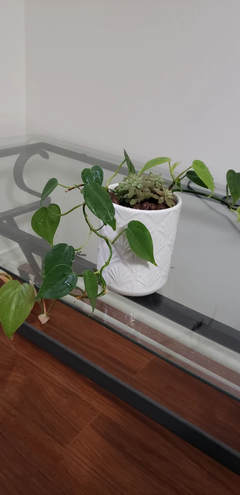 Potted Heartleaf Philodendron & Succulents