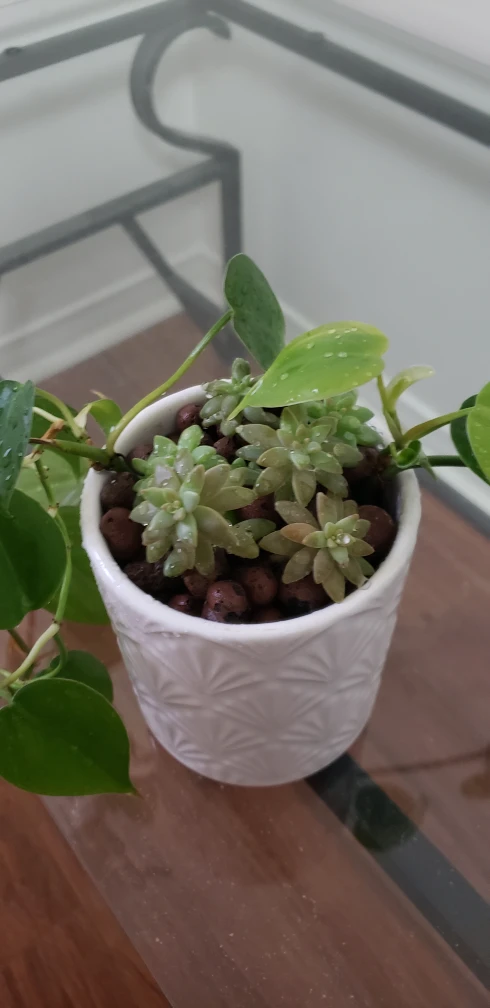 Potted Heartleaf Philodendron & Succulents - photo 2