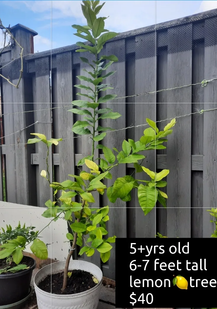 Lemon Tree - 6-7 Feet Tall thumbnail