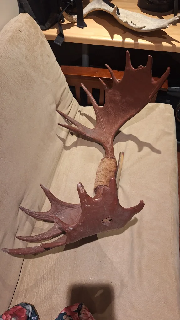 Moose Antlers - Decorative Wall Hanging image indicator(3)