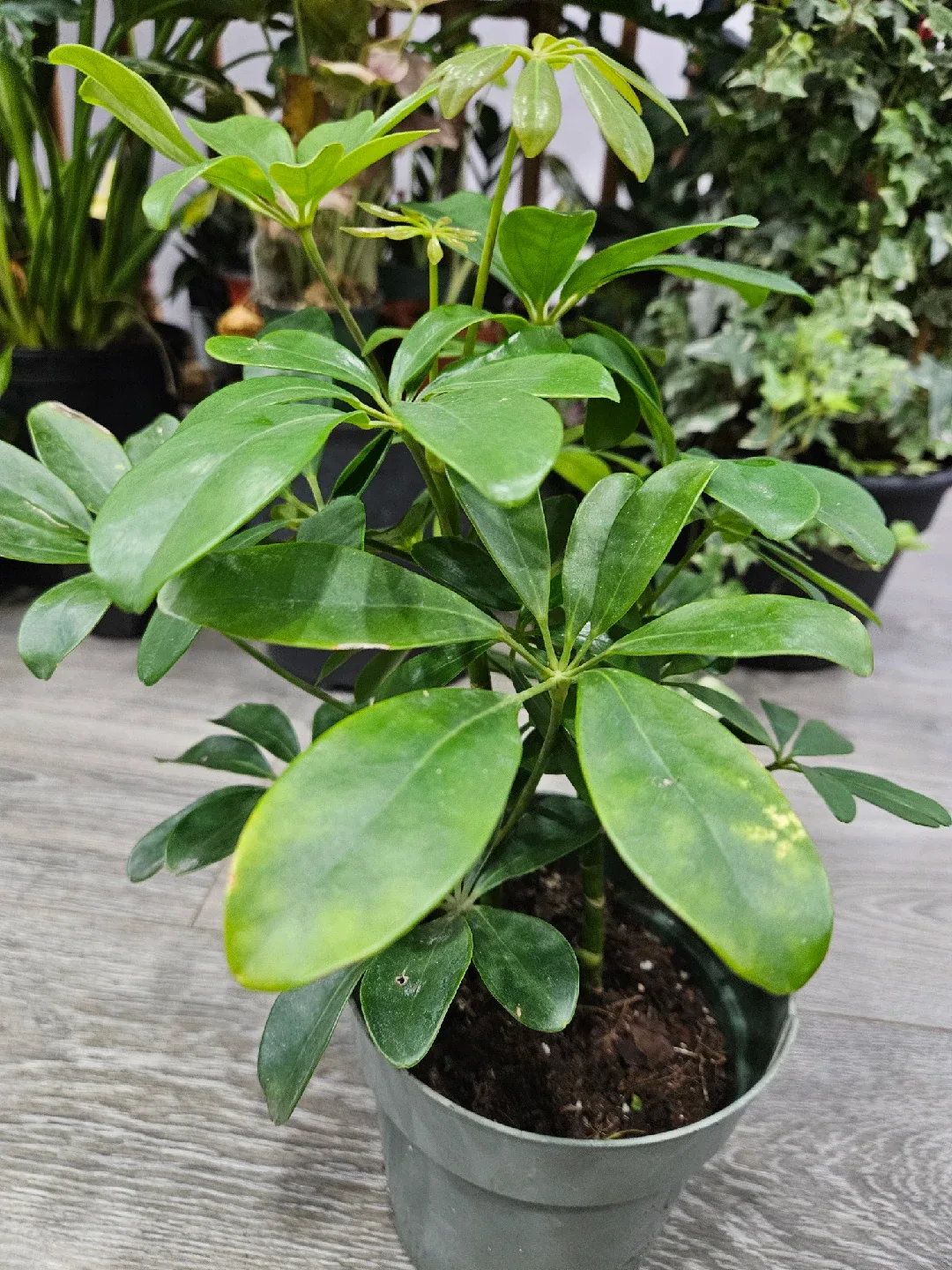 Umbrella Tree Plant image indicator(4)