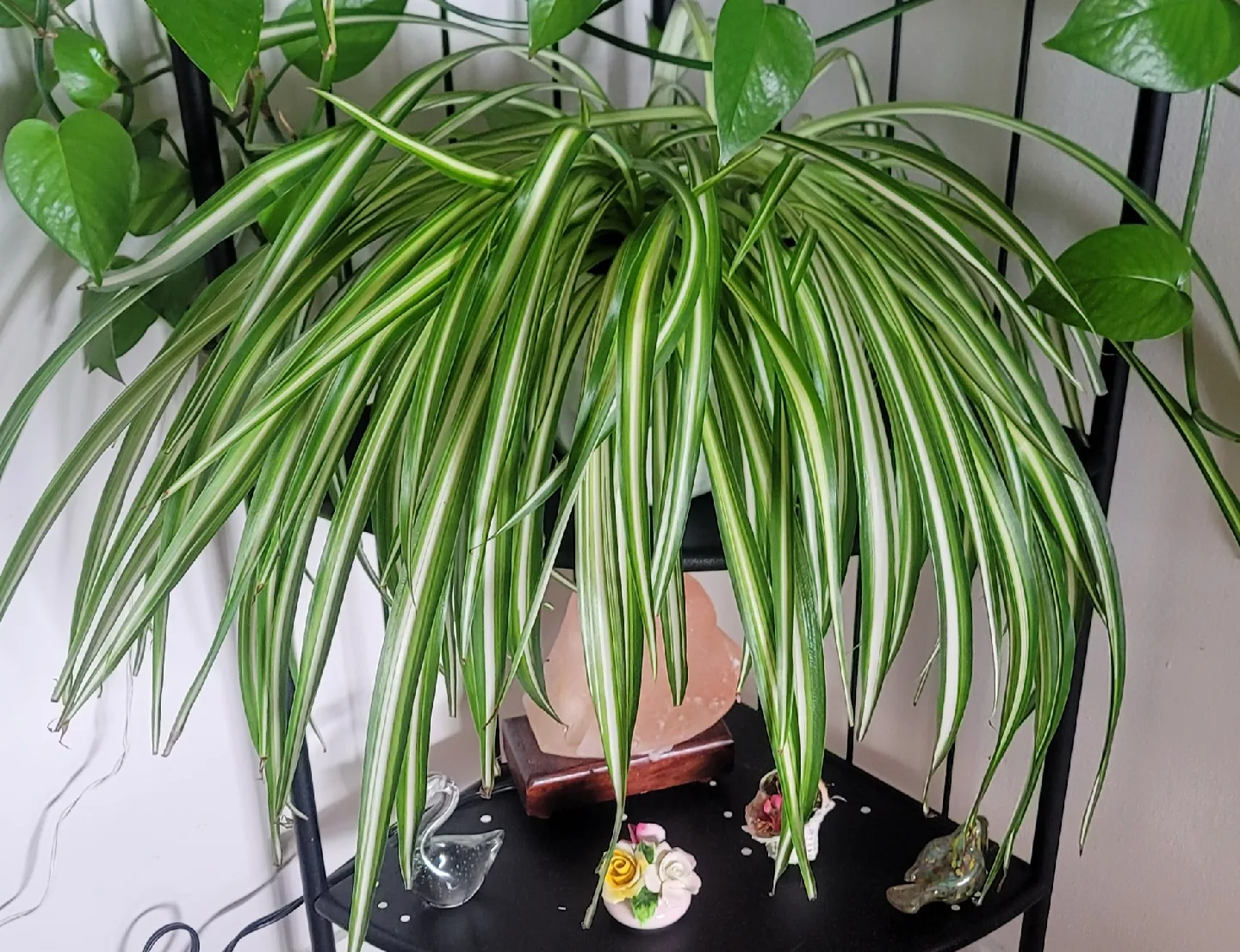 Spider Plant image indicator(2)