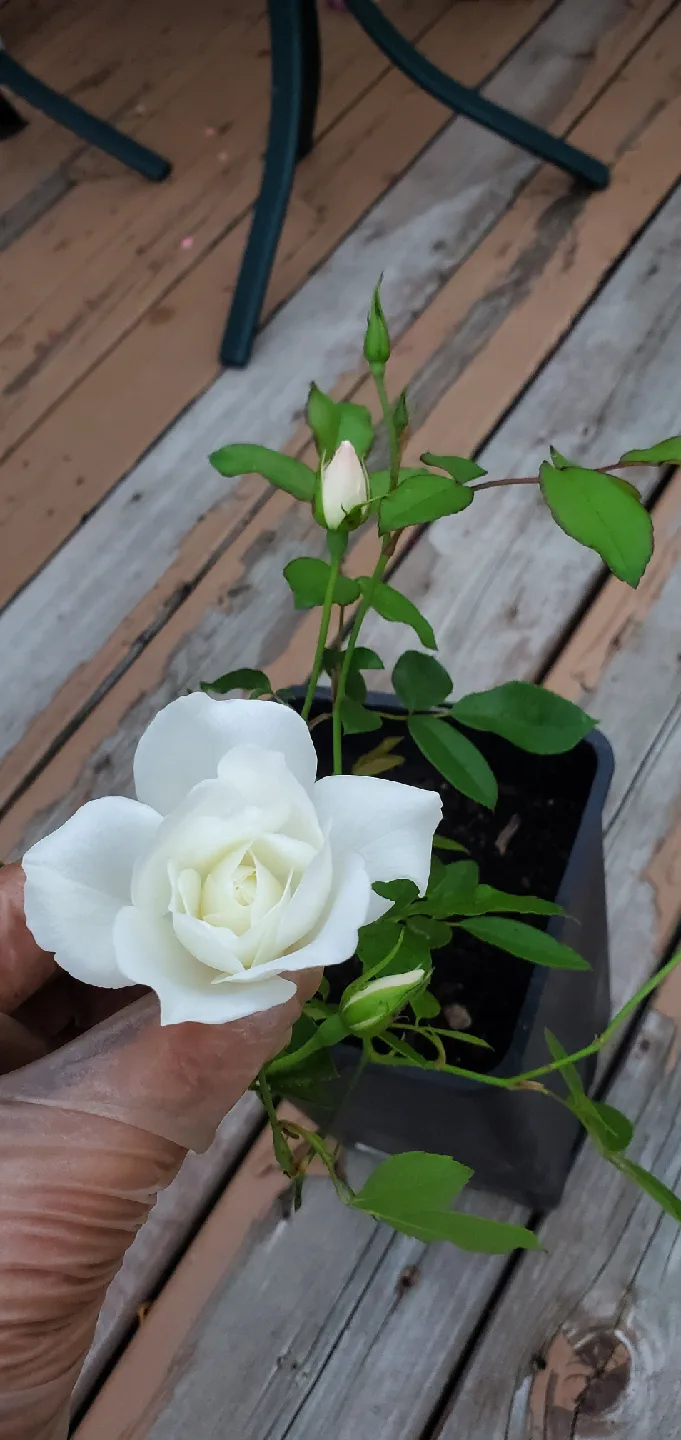 Iceberg rose image indicator(2)