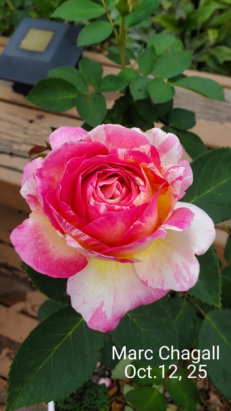 Marc Chagall thumbnail