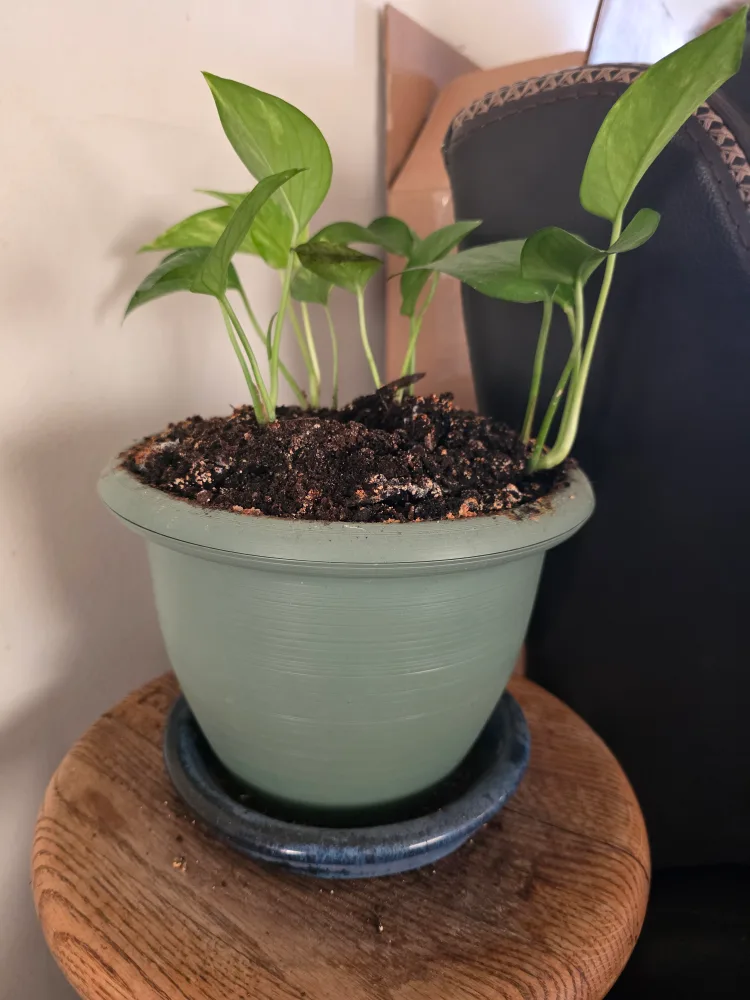 Potted Golden Pothos Plant thumbnail