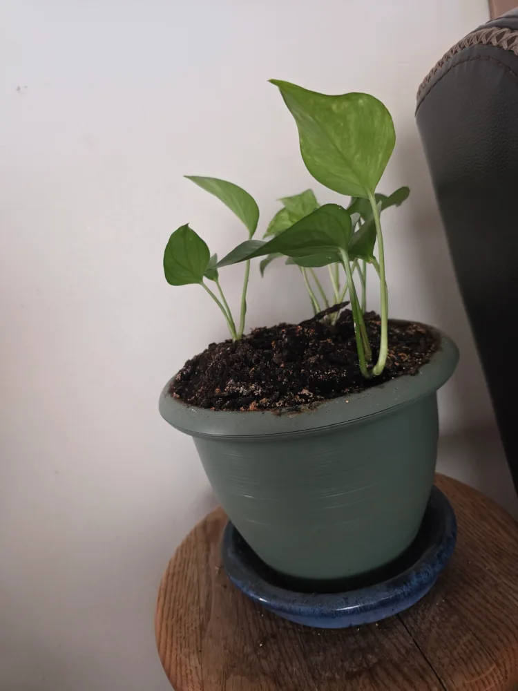 Potted Golden Pothos Plant image indicator(2)