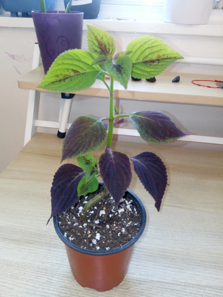Coleus Plant
