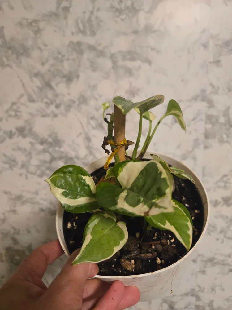 Assorted House Plants image indicator(4)