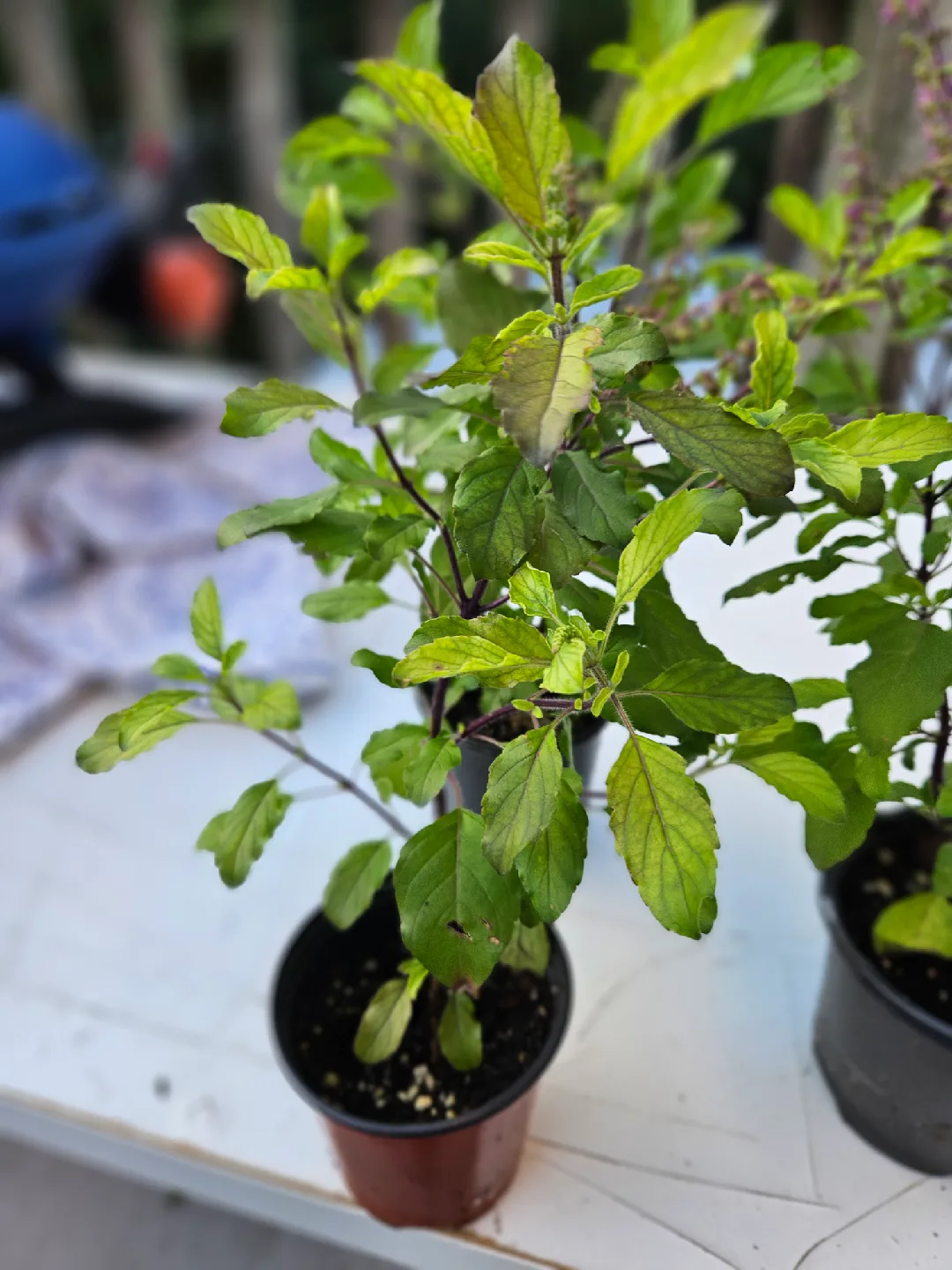 tulsi 🧡 image indicator(2)