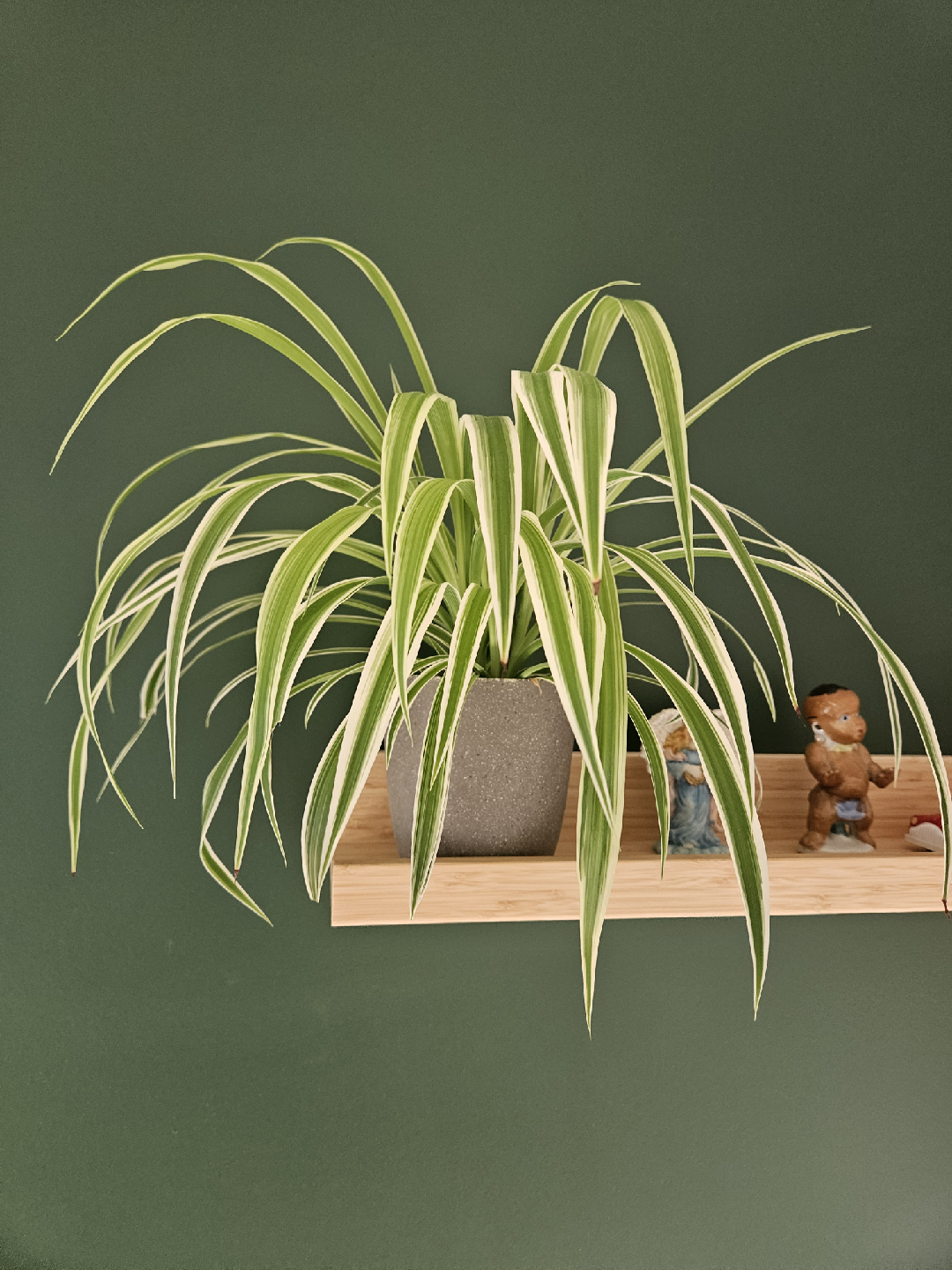 Spider Plant with pot