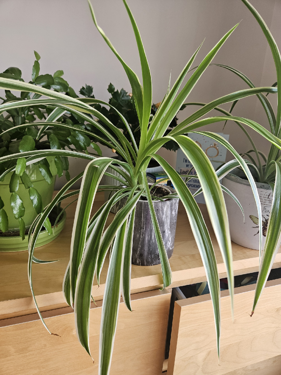 Spider Plant with pot - photo 2