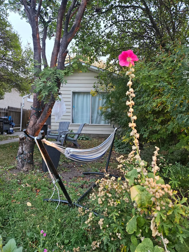 Moving Sale-Hammock thumbnail