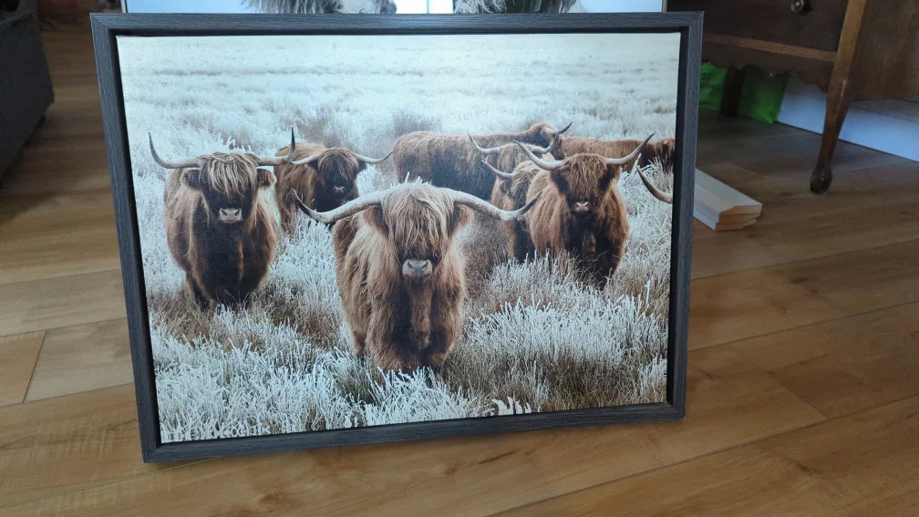 Highland cattle picture image indicator(2)