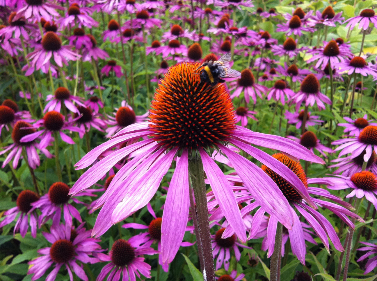 💐 Wildflower Seed Garden Mix 🌼 Prep Spring 2026 - photo 4