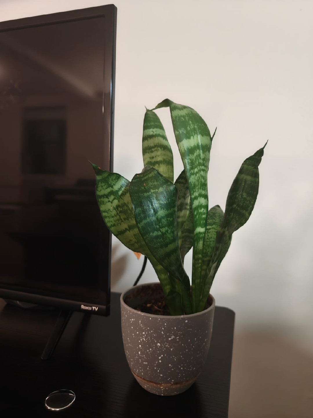 Snake plant, 1 foot tall, 4.5 inch pot