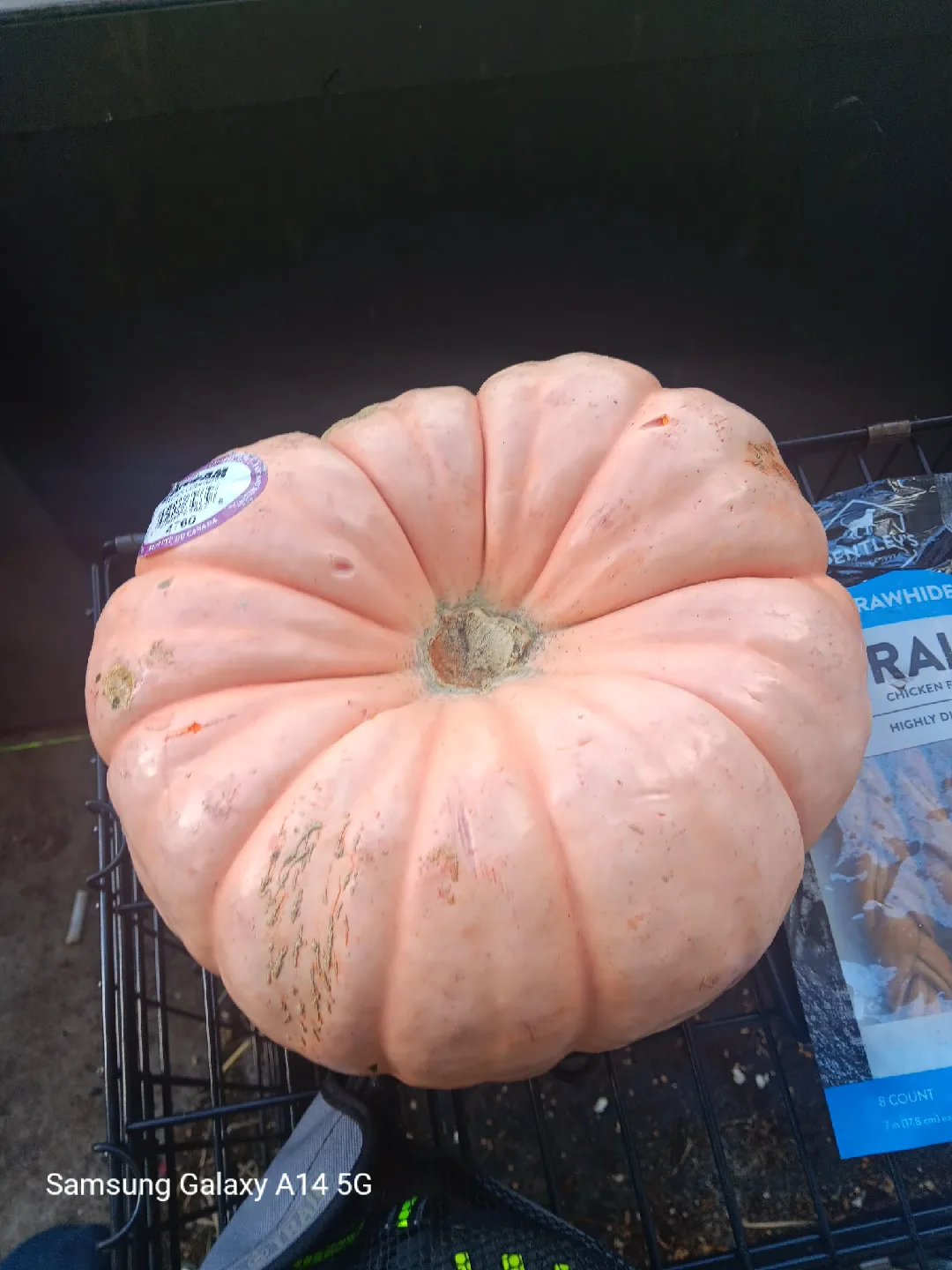 Pink Pumpkin 🥕  #freecycle thumbnail