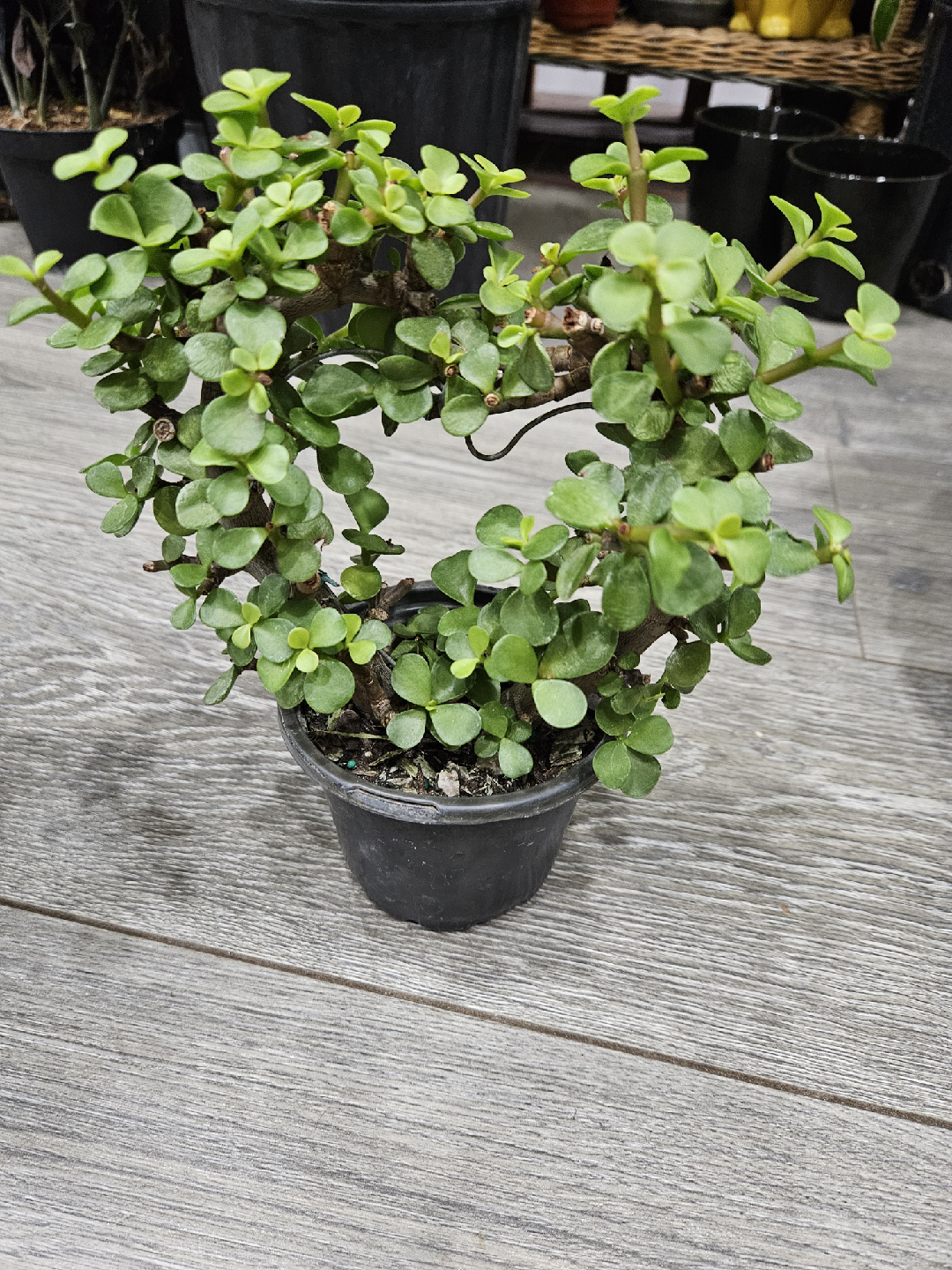 Portulacaria Afra (Elephant Bush) Plant🥕