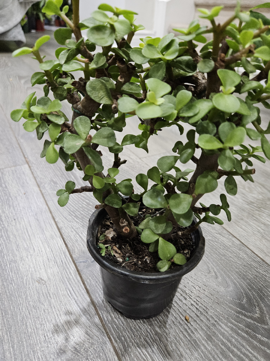 Portulacaria Afra (Elephant Bush) Plant🥕 - photo 3
