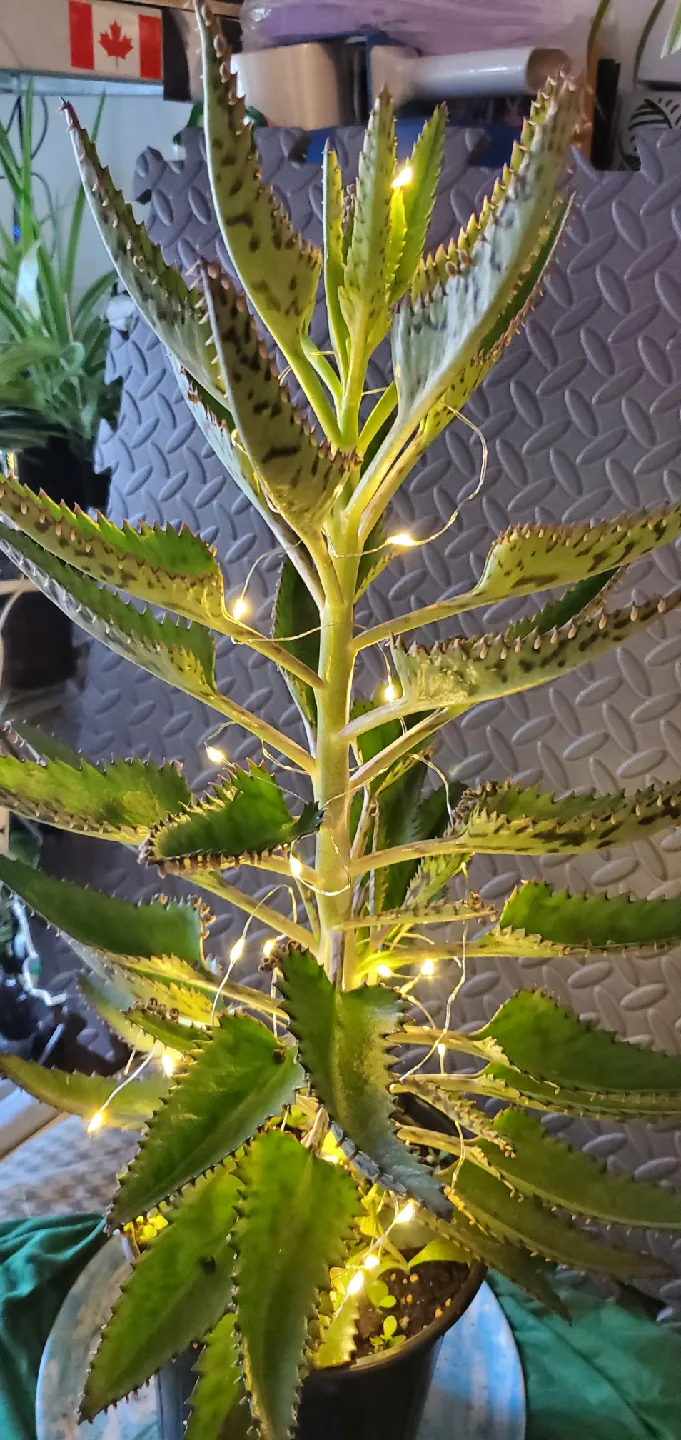 Mother of Thousands Plant with Fairy Lights image indicator(3)