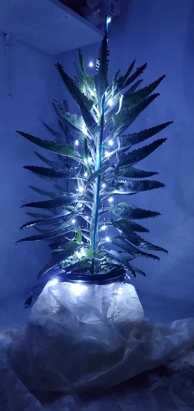 Mother of Thousands Plant image indicator(2)