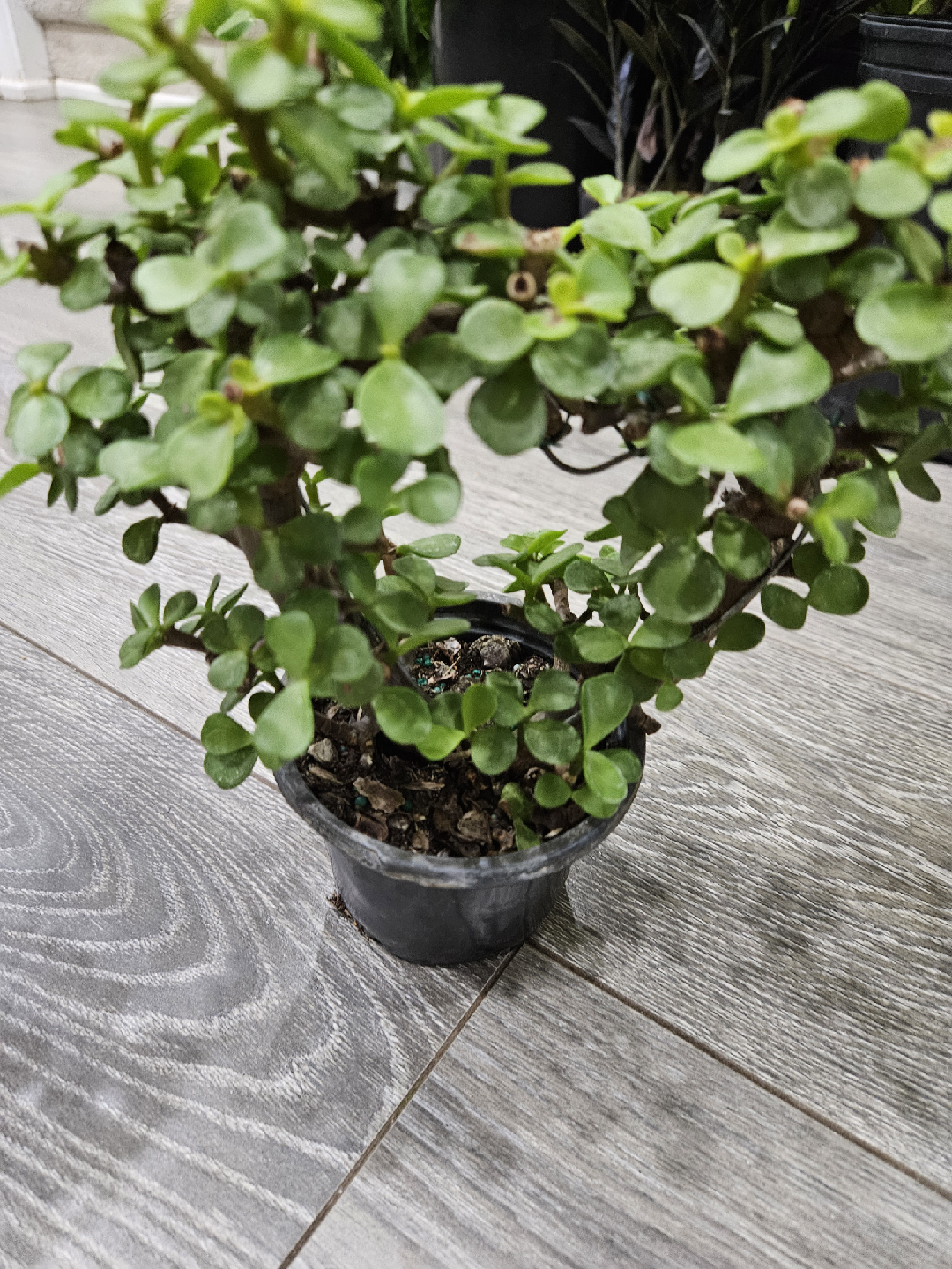Portulacaria Afra (Elephant Bush) Plant🥕 - photo 2
