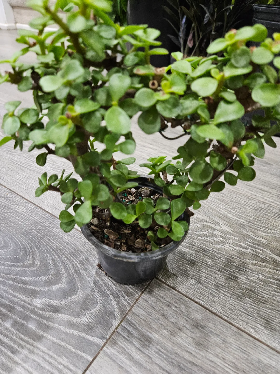 Portulacaria Afra (Elephant Bush) Plant🥕 image indicator(2)