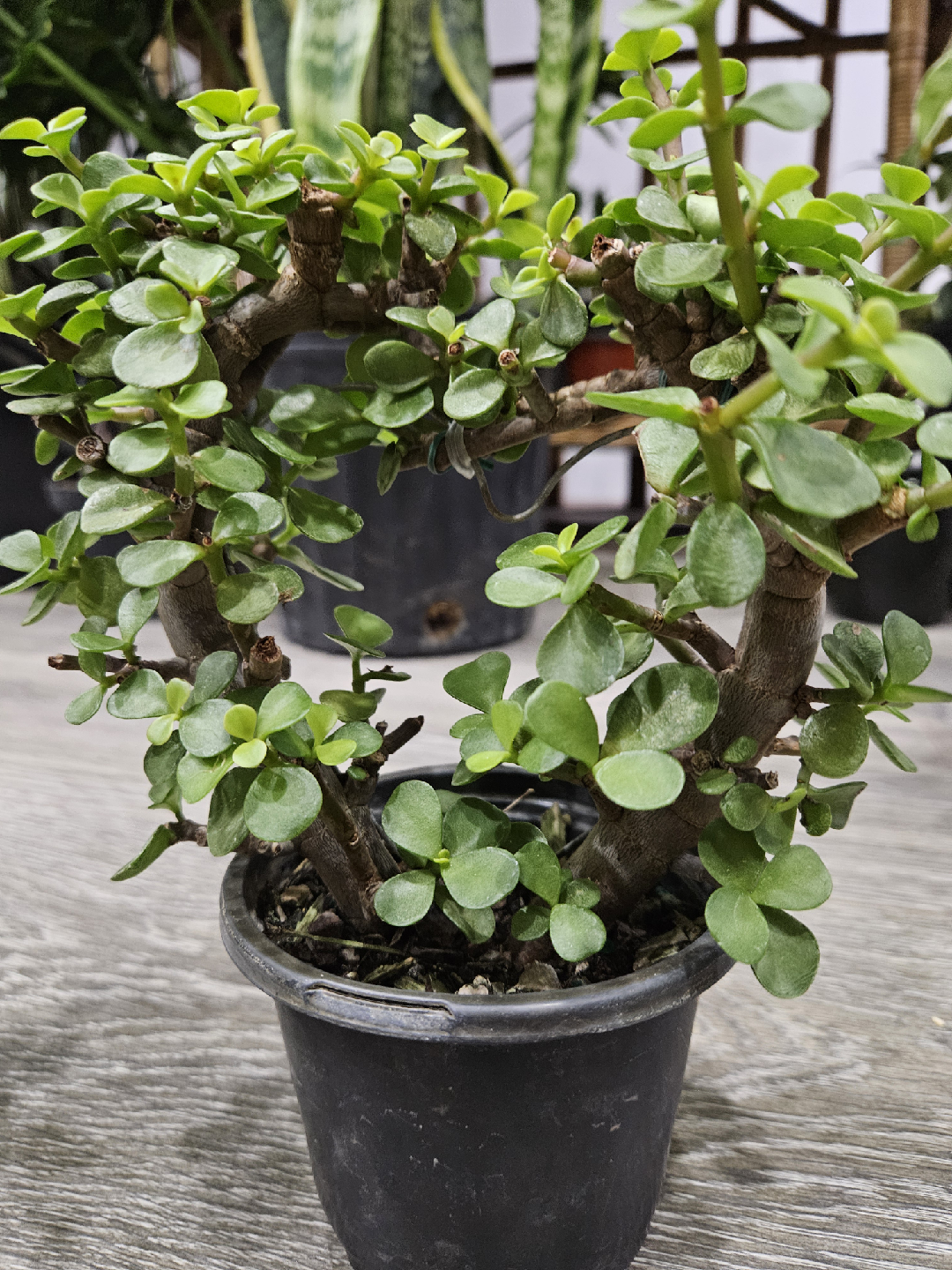 Portulacaria Afra (Elephant Bush) Plant🥕 - photo 4