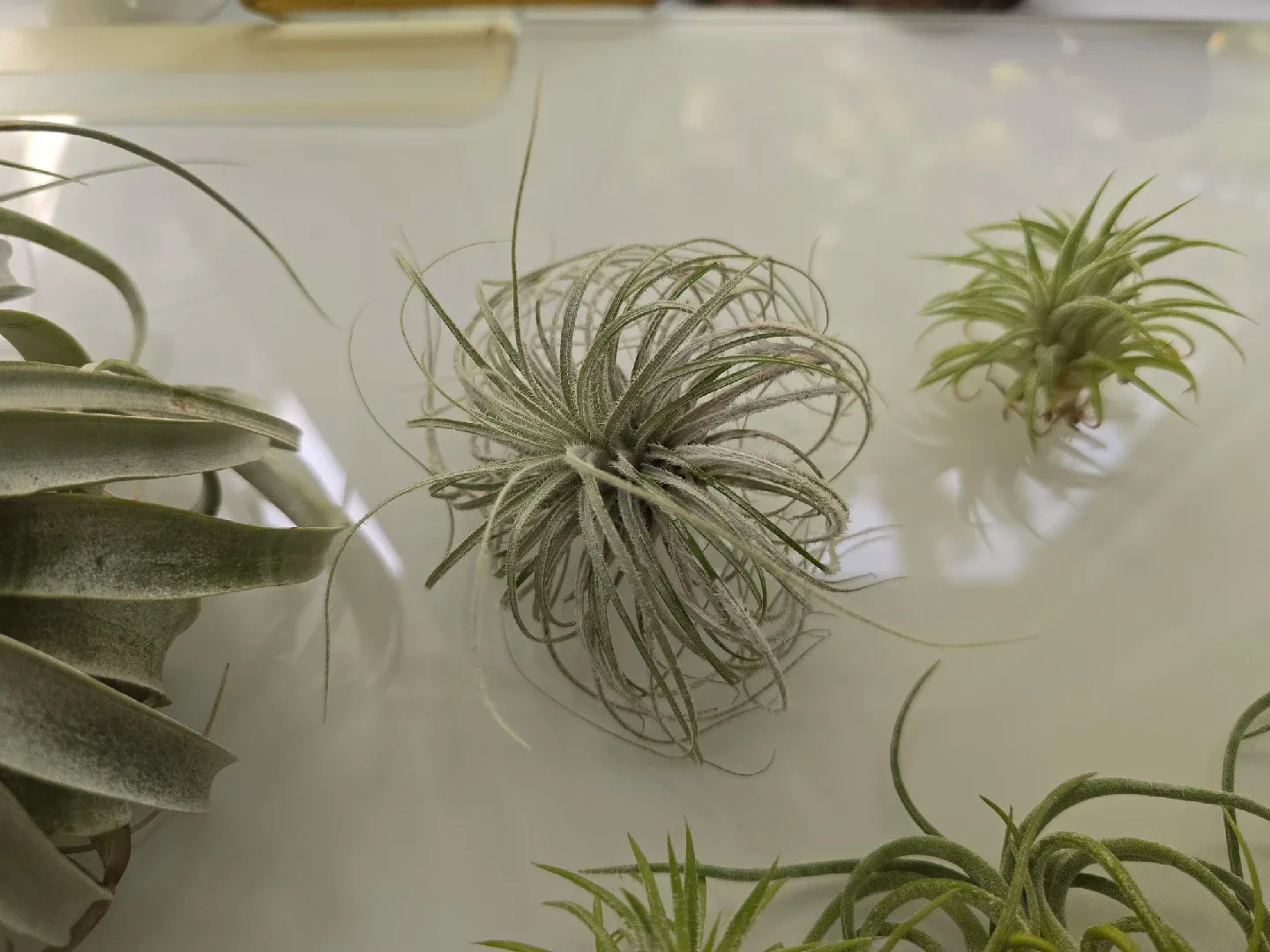 Various Airplants and Holders image indicator(7)
