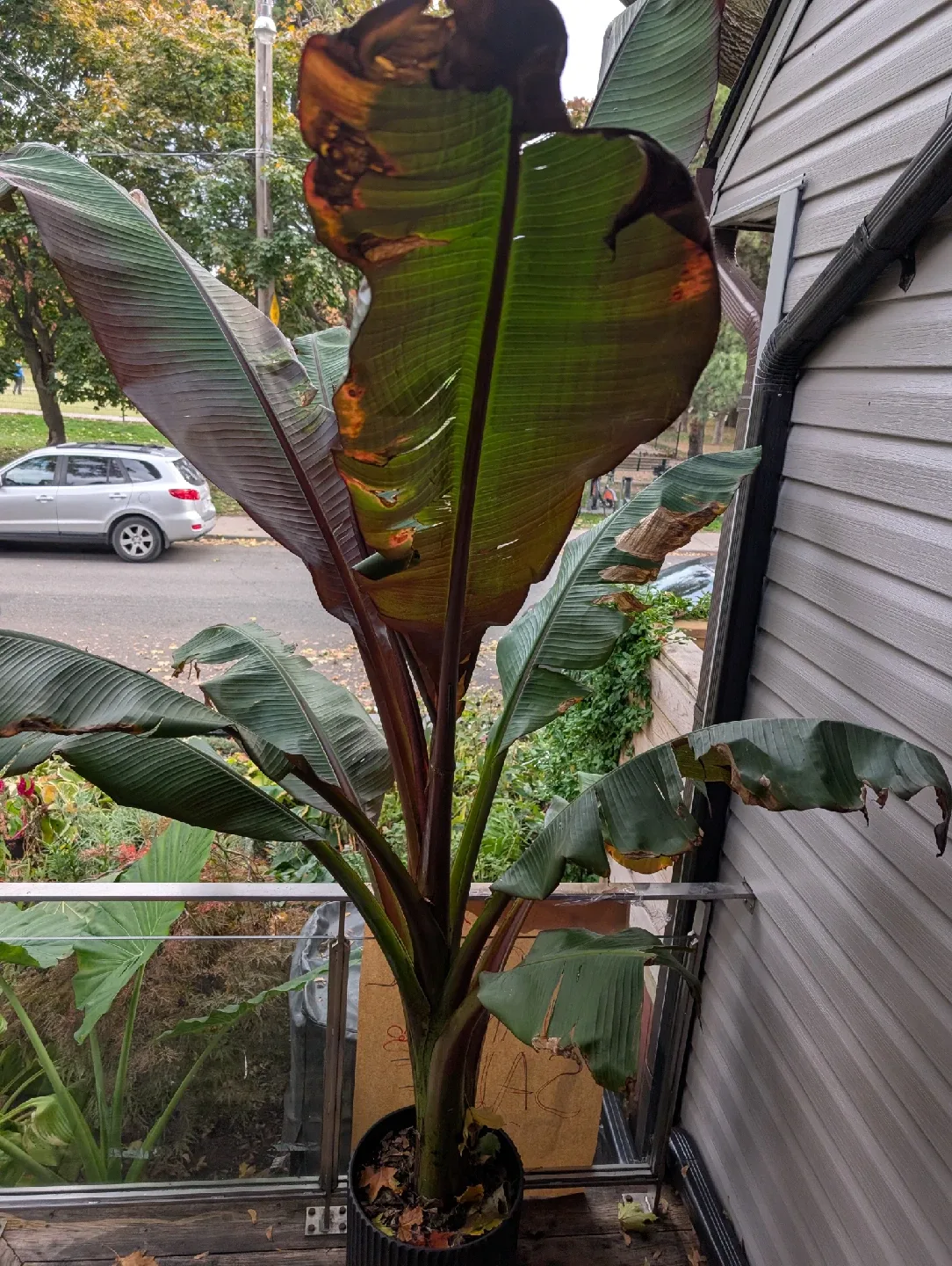 Spider Plant image indicator(8)