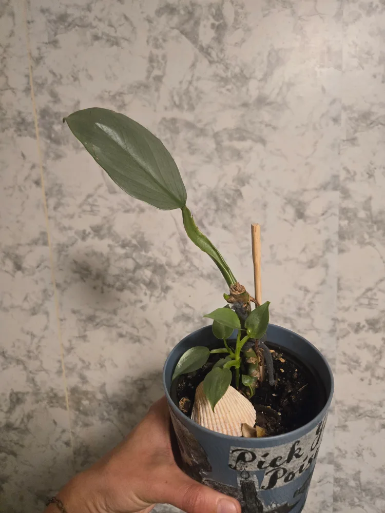 Assorted House Plants image indicator(8)