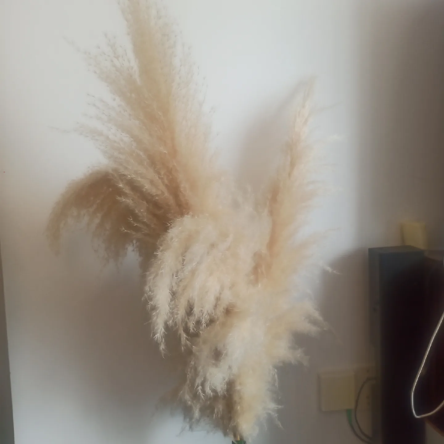 papas grass image indicator(2)