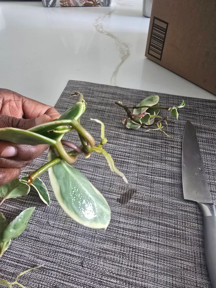 Hoya queen Variegata rooted  cuttings image indicator(2)