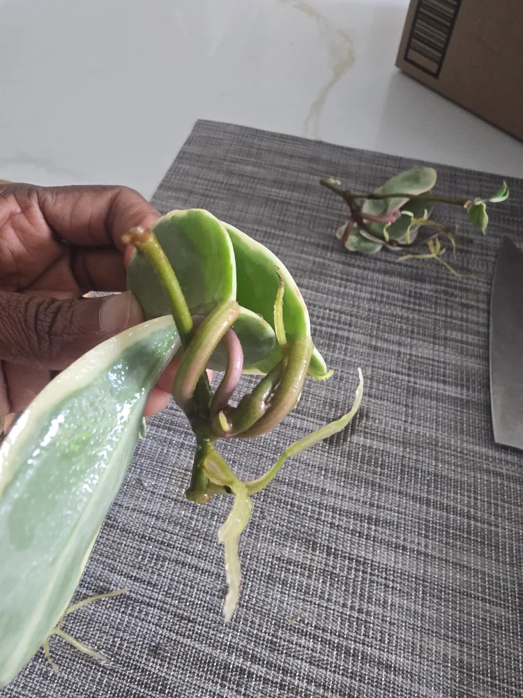 Hoya queen Variegata rooted  cuttings image indicator(3)