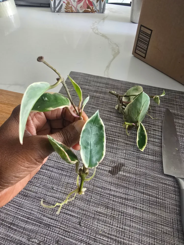 Hoya queen Variegata rooted  cuttings image indicator(4)