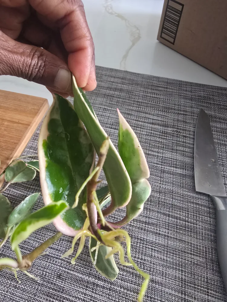 Hoya queen Variegata rooted  cuttings image indicator(5)