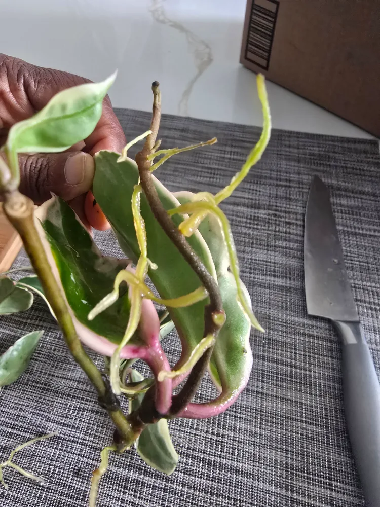 Hoya queen Variegata rooted  cuttings image indicator(6)