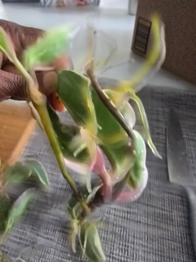 Hoya queen Variegata rooted  cuttings image indicator(7)