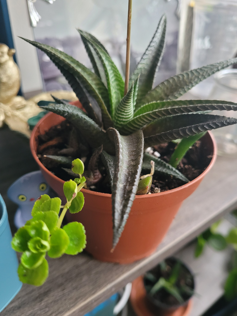 Potted plant that is flowering