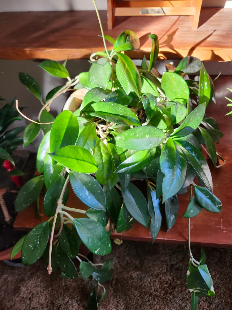 Hoya Plant image indicator(2)