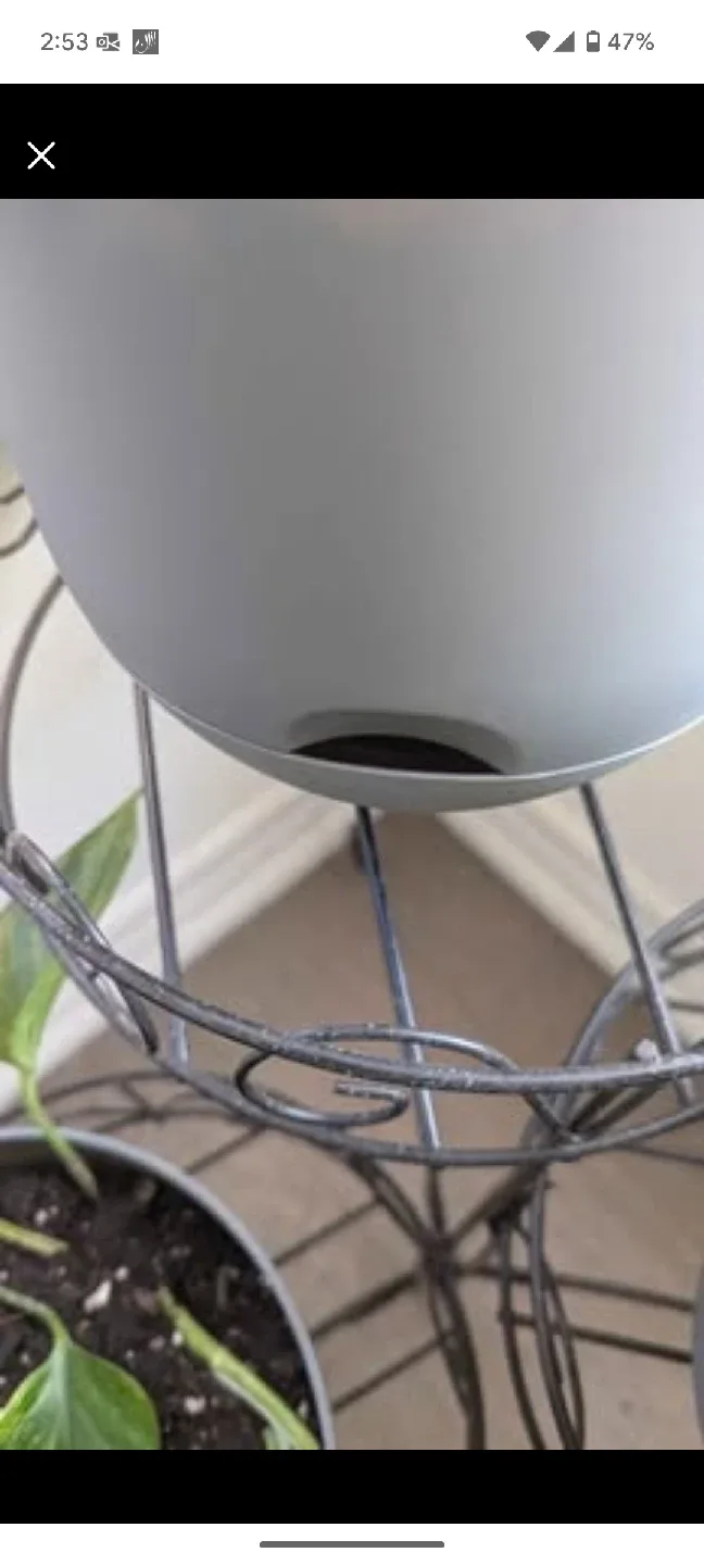 Pothos Plant image indicator(2)