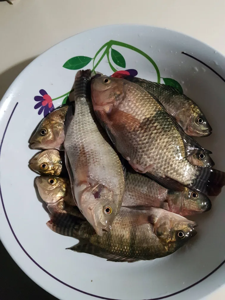 Bed for aquaponic/ hydroponic system image indicator(6)