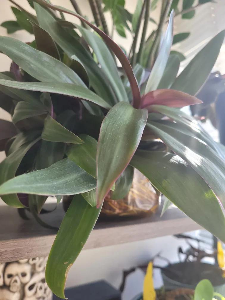 Boat lilly cuttings plants thumbnail