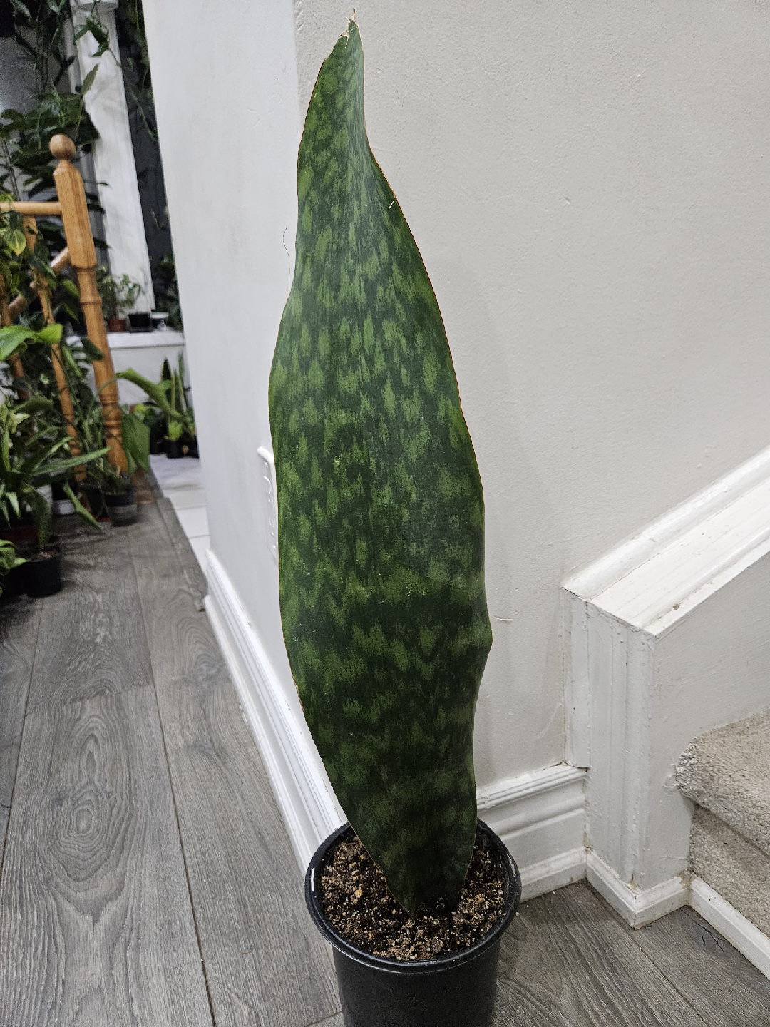 whale fin  Snake Plant in Pot