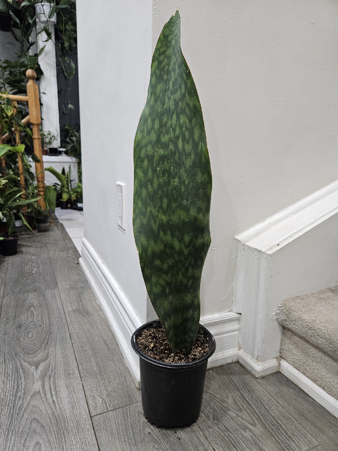 whale fin  Snake Plant in Pot - photo 2
