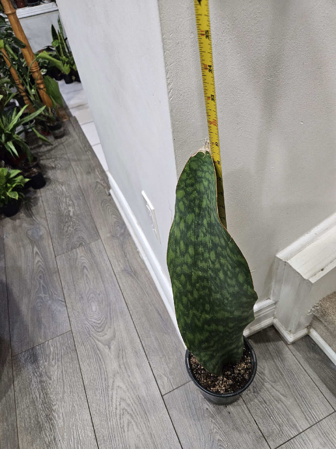 whale fin  Snake Plant in Pot - photo 4
