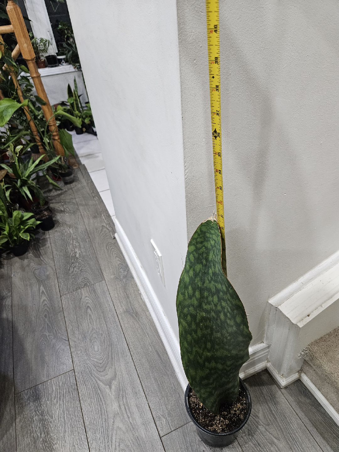 whale fin  Snake Plant in Pot - photo 5